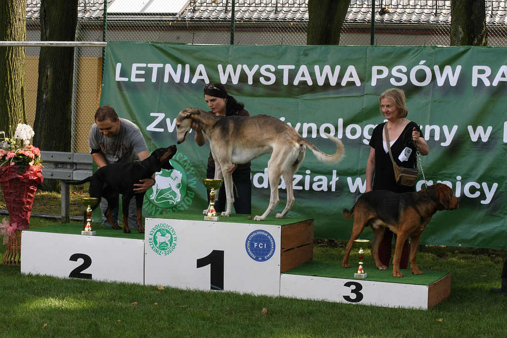 Wystawa psów w Legnickim Polu