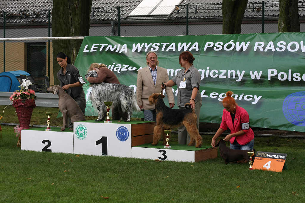 Wystawa psów w Legnickim Polu