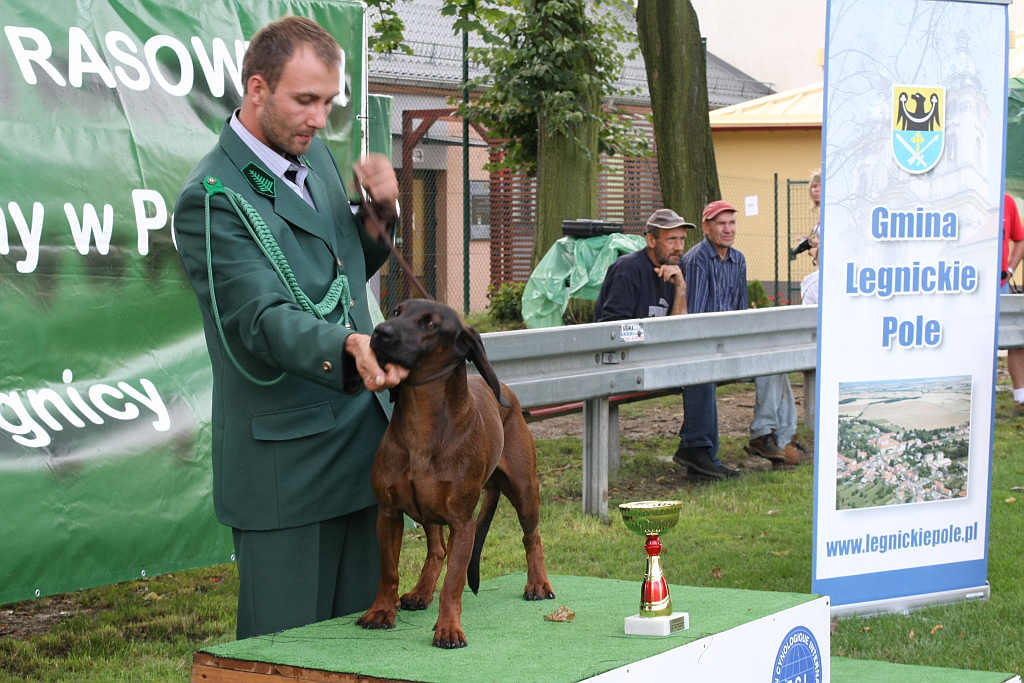 Wystawa psów w Legnickim Polu