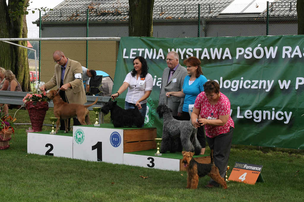 Wystawa psów w Legnickim Polu