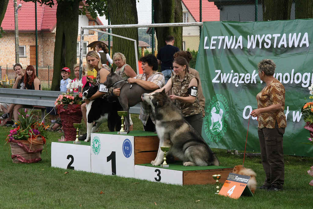 Wystawa psów w Legnickim Polu