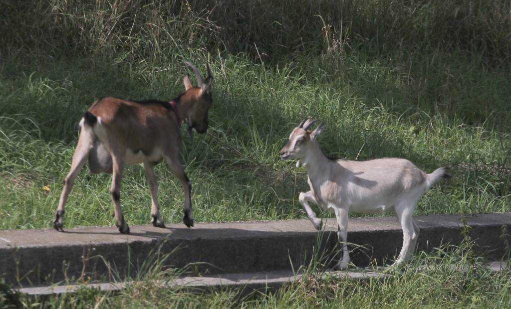 Czarni - KS Legnickie Pole