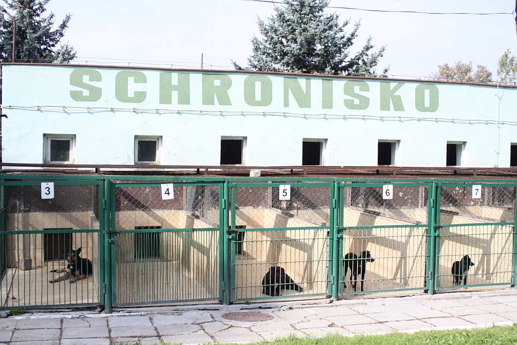 Dzień Zwierząt w legnickim schronisku