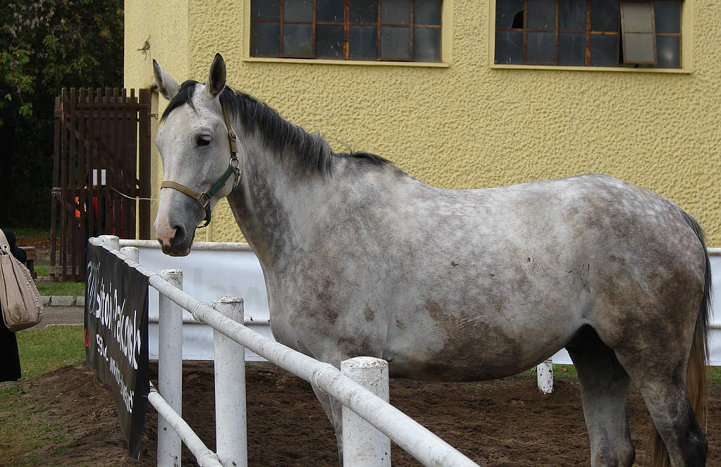 Międzynarodowe Zawody - Wszechstronny Konkurs Konia Wierzchowego