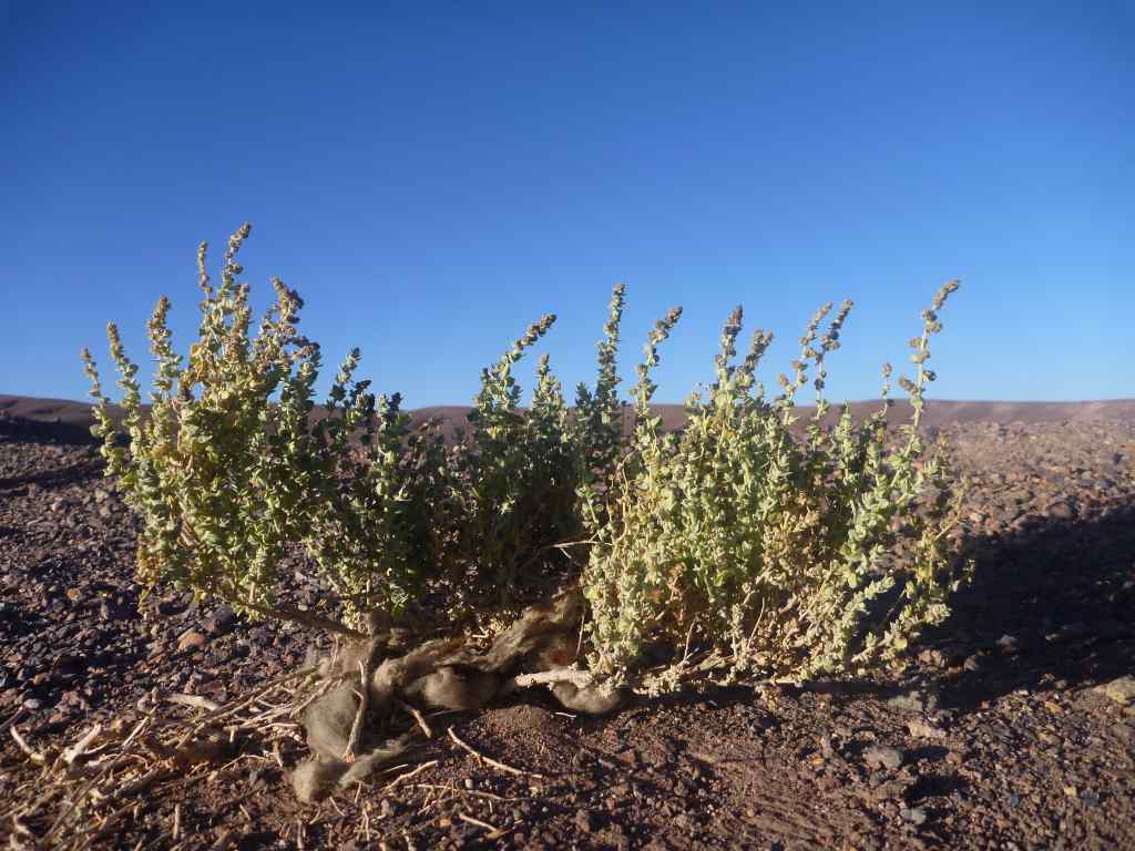 Chile: Dolina Księżycowa