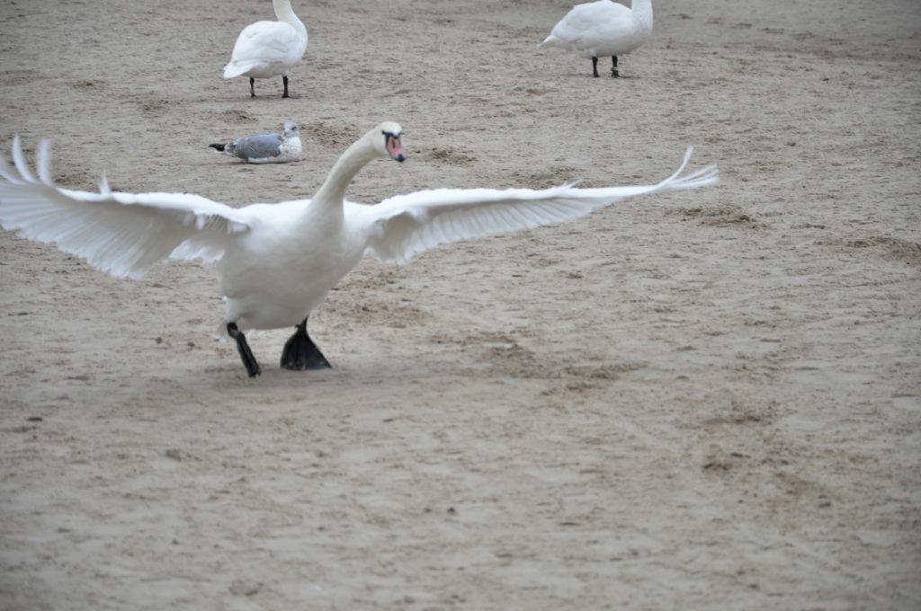 Pocztówka ze Świnoujścia