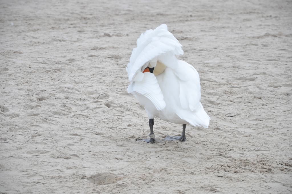 Pocztówka ze Świnoujścia