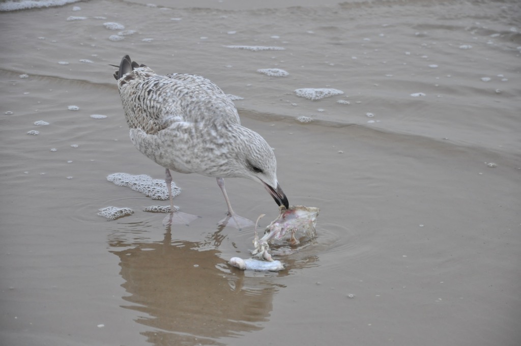 Pocztówka ze Świnoujścia