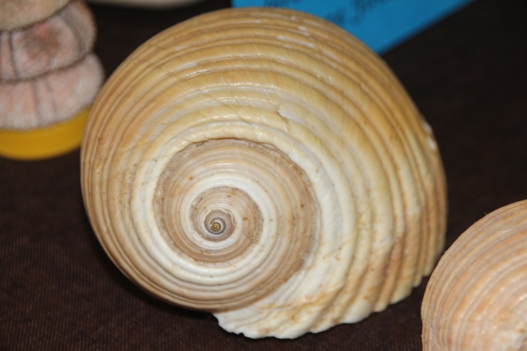 Przegląd Młodych Kolekcjonerów