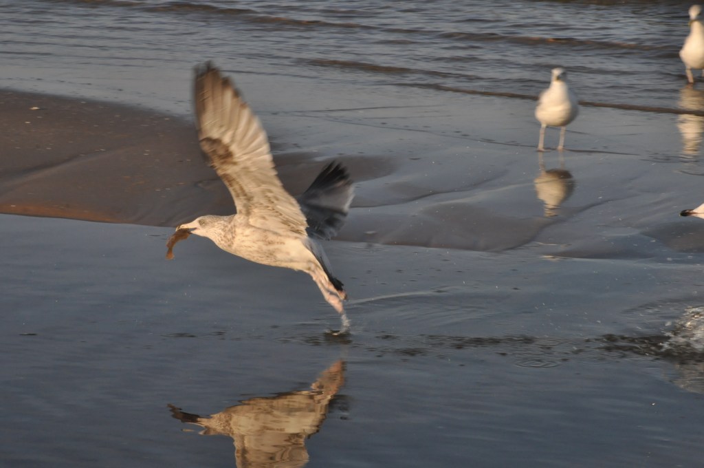 Pocztówka ze Świnoujścia cz.2