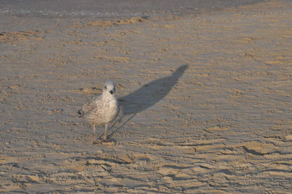 Pocztówka ze Świnoujścia cz.2