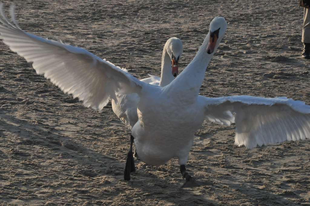 Pocztówka ze Świnoujścia cz.2