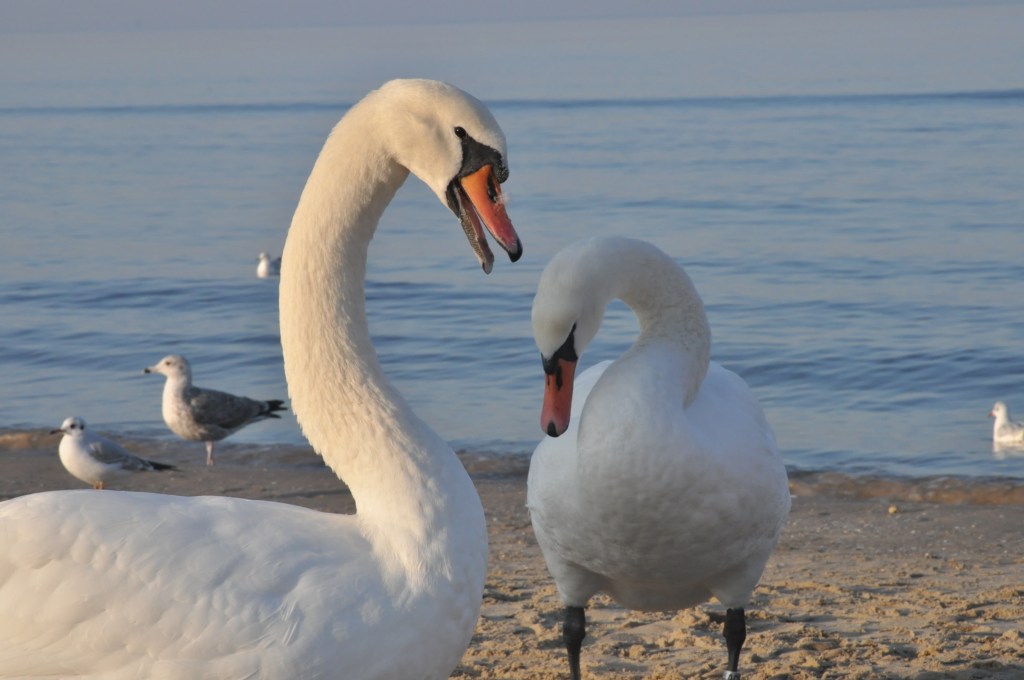Pocztówka ze Świnoujścia cz.2