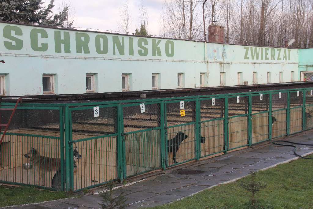 Quadowcy przywieźli psom świąteczne prezenty