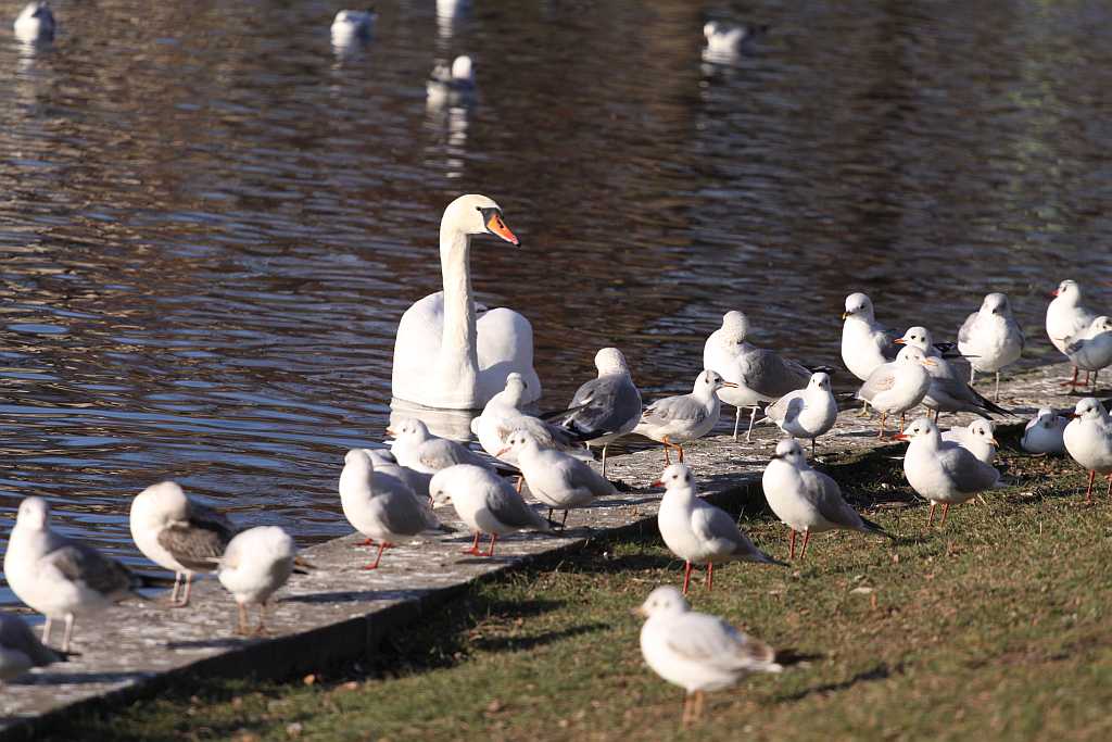 Przedpołudnie nad Wenecją