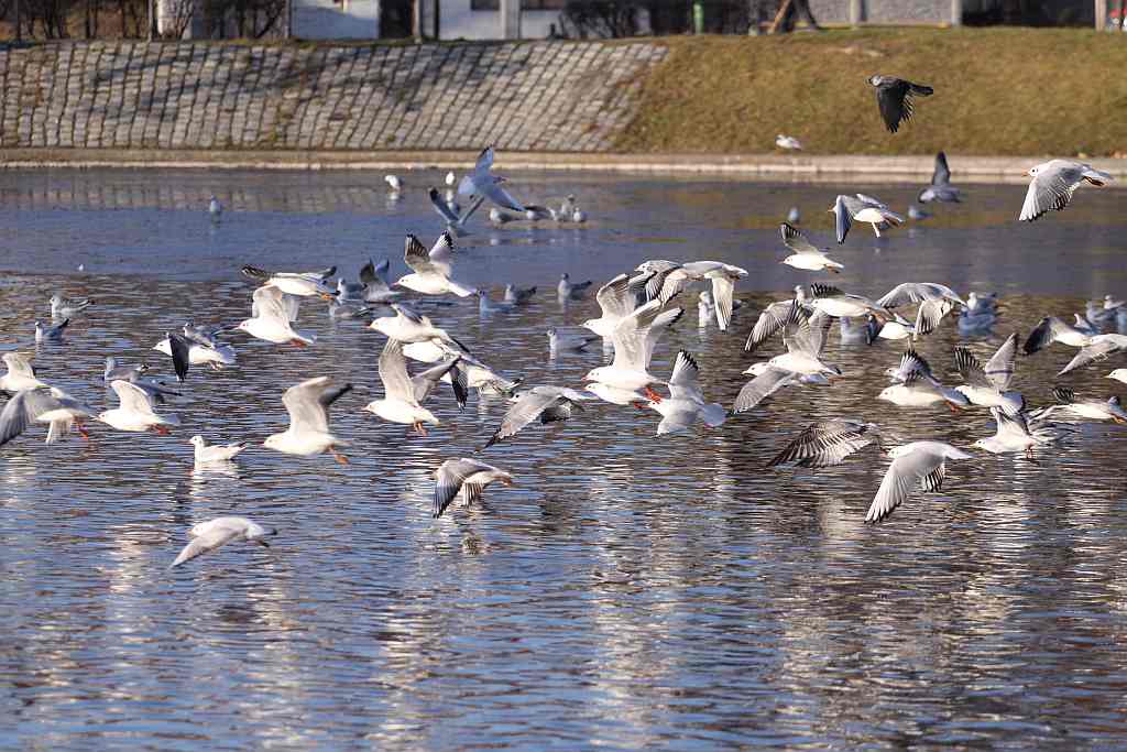 Przedpołudnie nad Wenecją