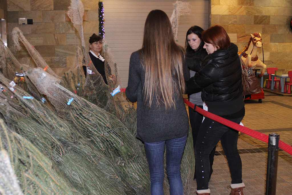 Choinka pod choinkę w Galerii Piastów