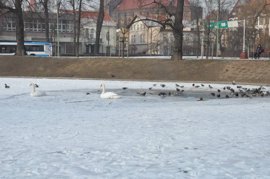 Łabędzie marzną na Kozim Stawie