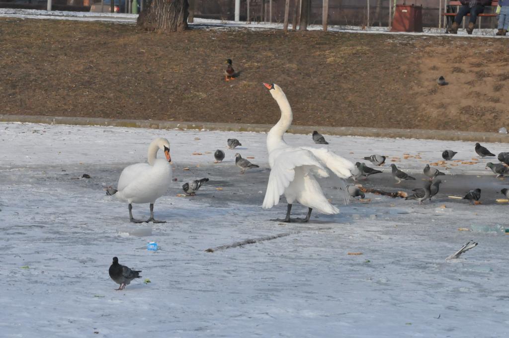 Łabędzie marzną na Kozim Stawie