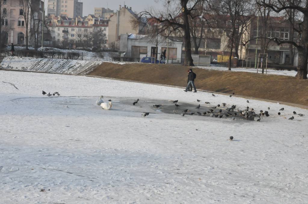 Łabędzie marzną na Kozim Stawie
