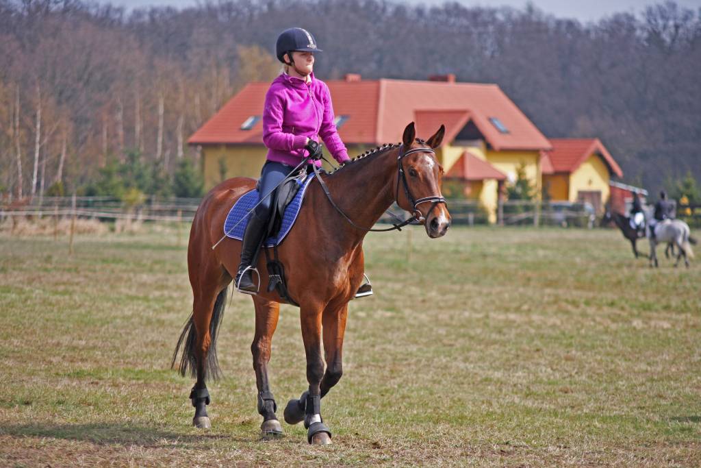 Wszechstronny Konkurs Konia Wierzchowego cz1