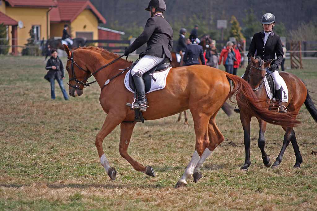 Wszechstronny Konkurs Konia Wierzchowego cz1
