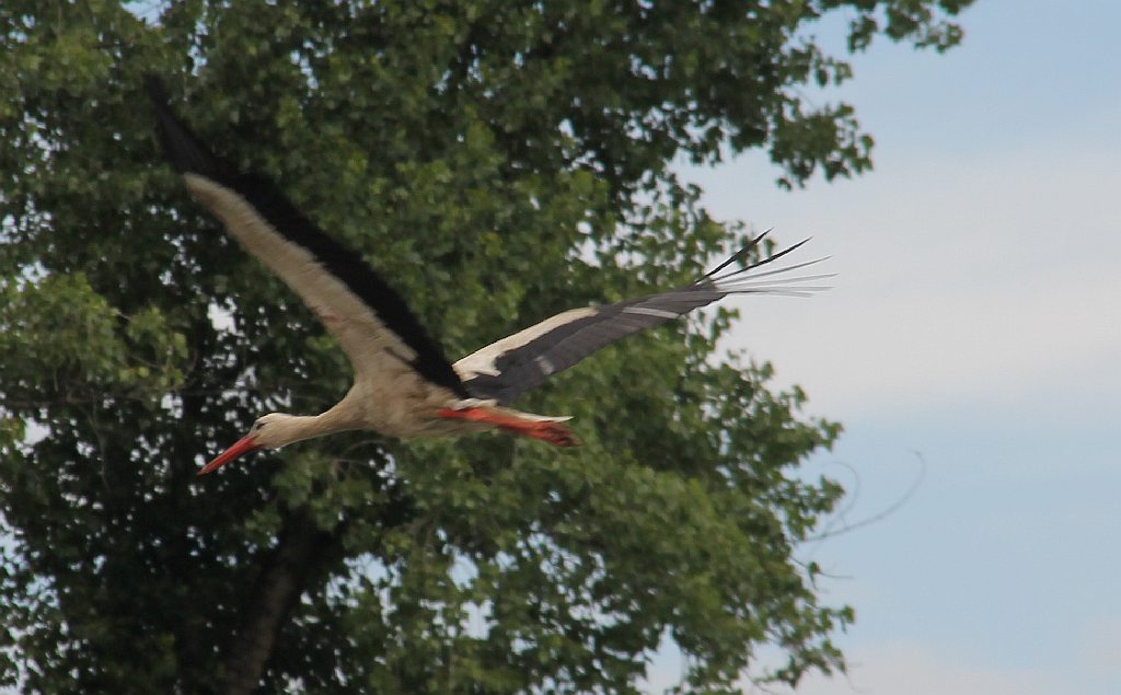 Każde pokolenie ma swoje marzenie