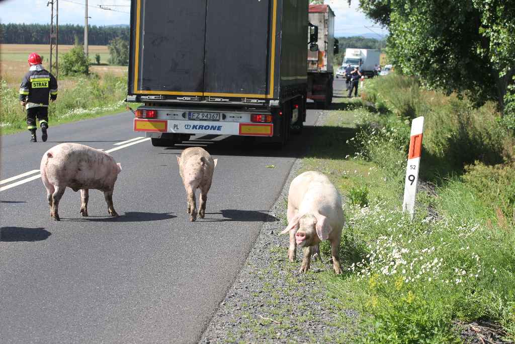 Ciężarówka i świnie blokują drogę na Złotoryję