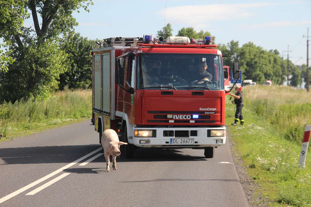Ciężarówka i świnie blokują drogę na Złotoryję