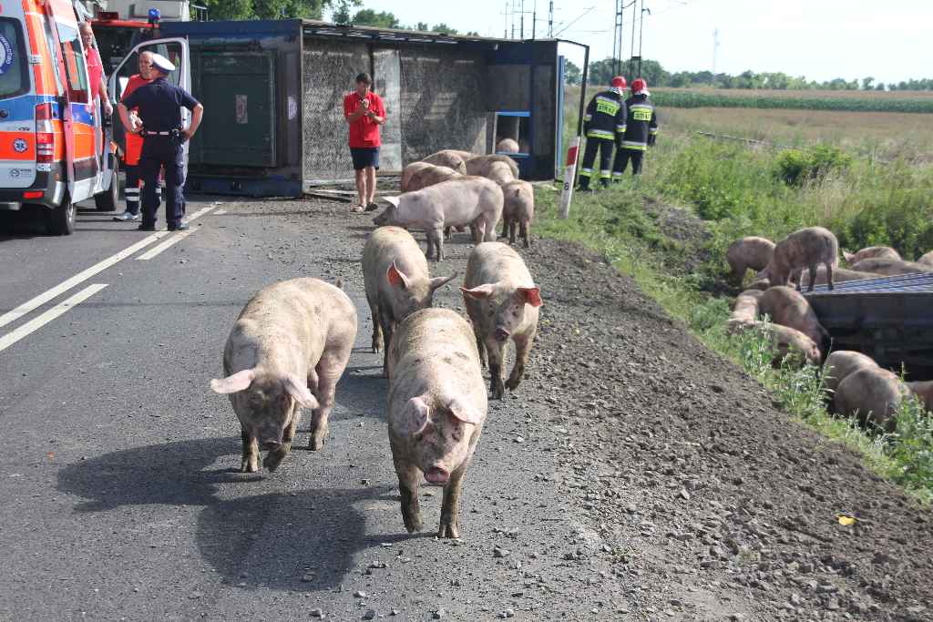 Ciężarówka i świnie blokują drogę na Złotoryję