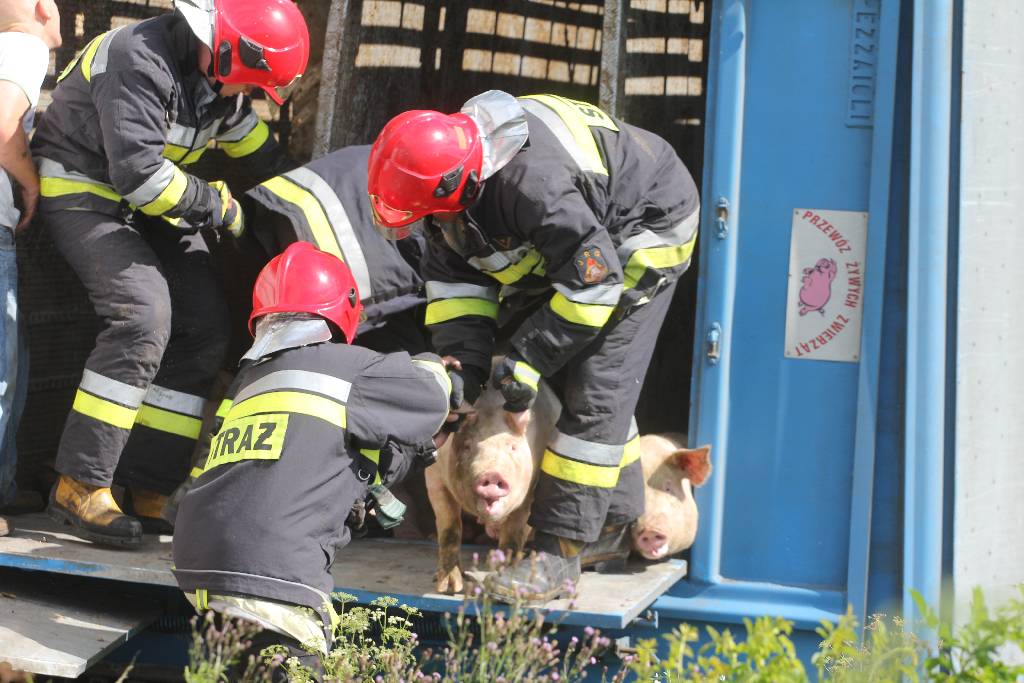 Ciężarówka i świnie blokują drogę na Złotoryję