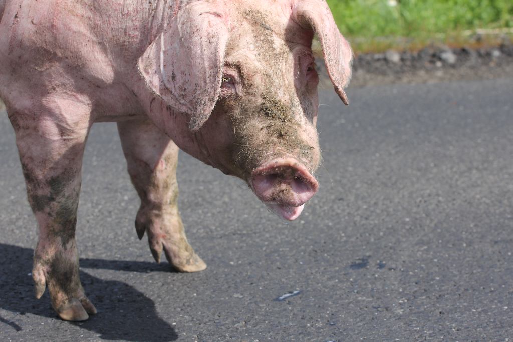 Ciężarówka i świnie blokują drogę na Złotoryję