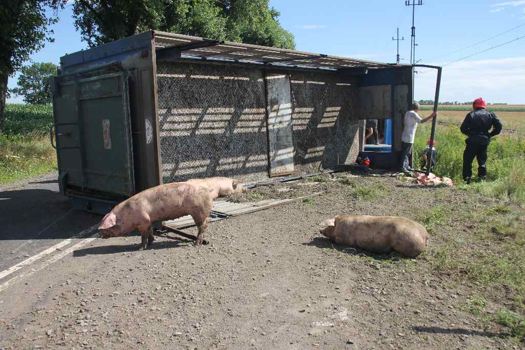 Ciężarówka i świnie blokują drogę na Złotoryję