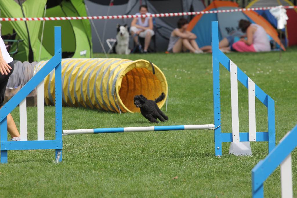 Puchar Polski Agility w Legnickim Polu