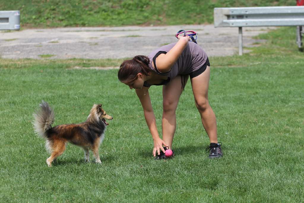 Puchar Polski Agility w Legnickim Polu