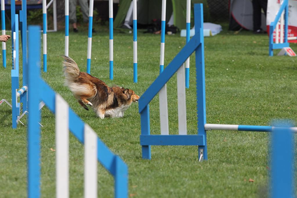 Puchar Polski Agility w Legnickim Polu