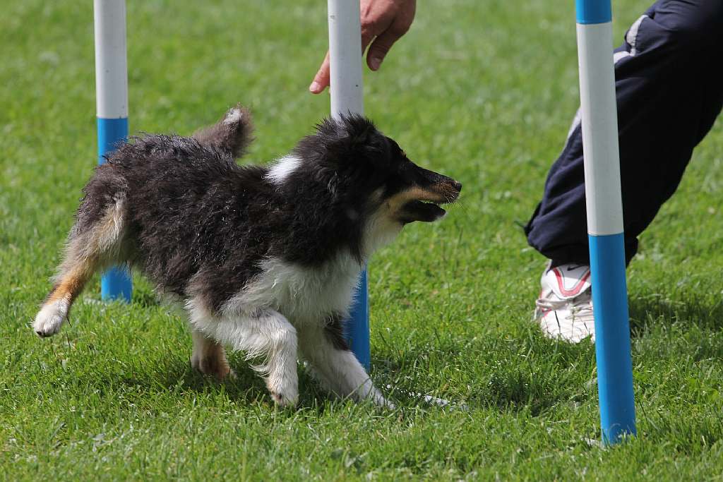 Puchar Polski Agility w Legnickim Polu