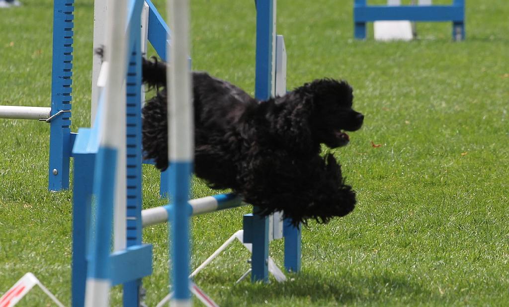 Puchar Polski Agility w Legnickim Polu