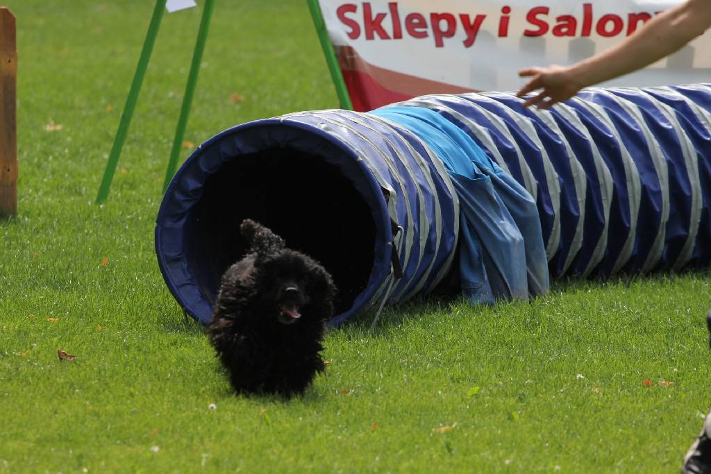 Puchar Polski Agility w Legnickim Polu