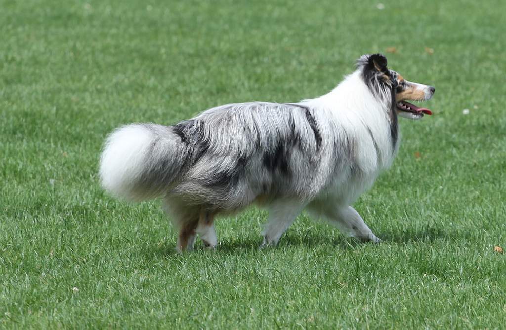 Puchar Polski Agility w Legnickim Polu