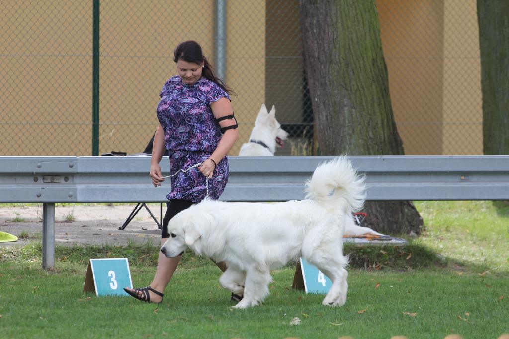 Puchar Polski Agility w Legnickim Polu