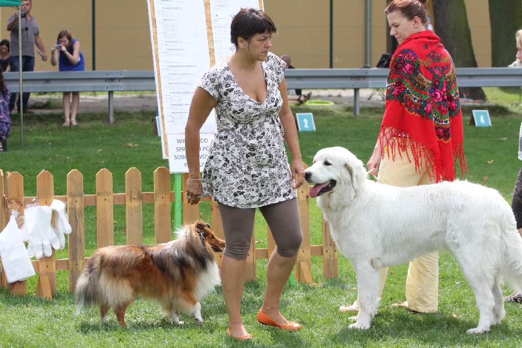 Puchar Polski Agility w Legnickim Polu