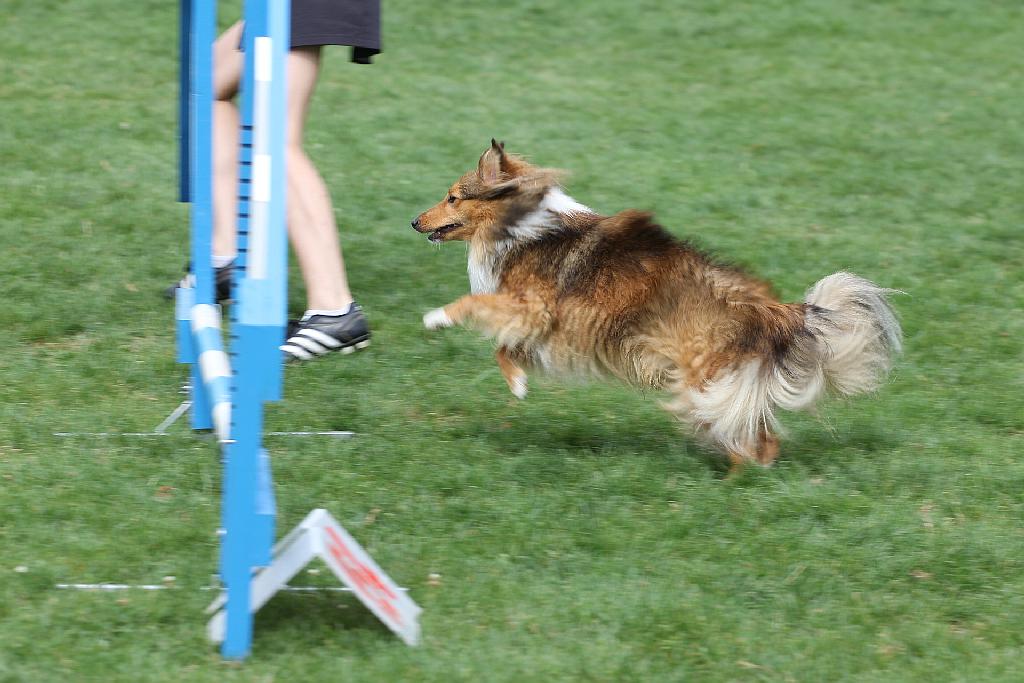 Puchar Polski Agility w Legnickim Polu