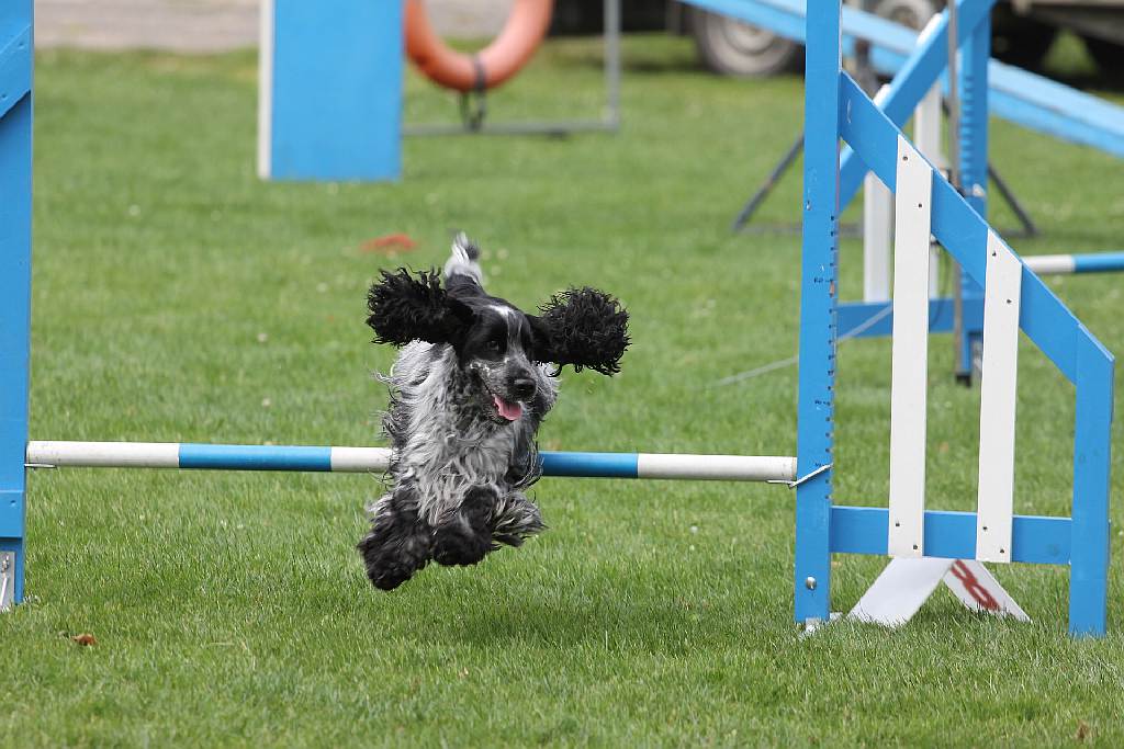 Puchar Polski Agility w Legnickim Polu