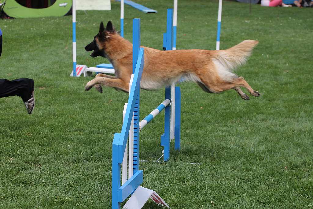 Puchar Polski Agility w Legnickim Polu