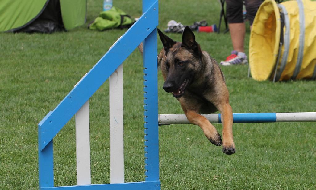 Puchar Polski Agility w Legnickim Polu