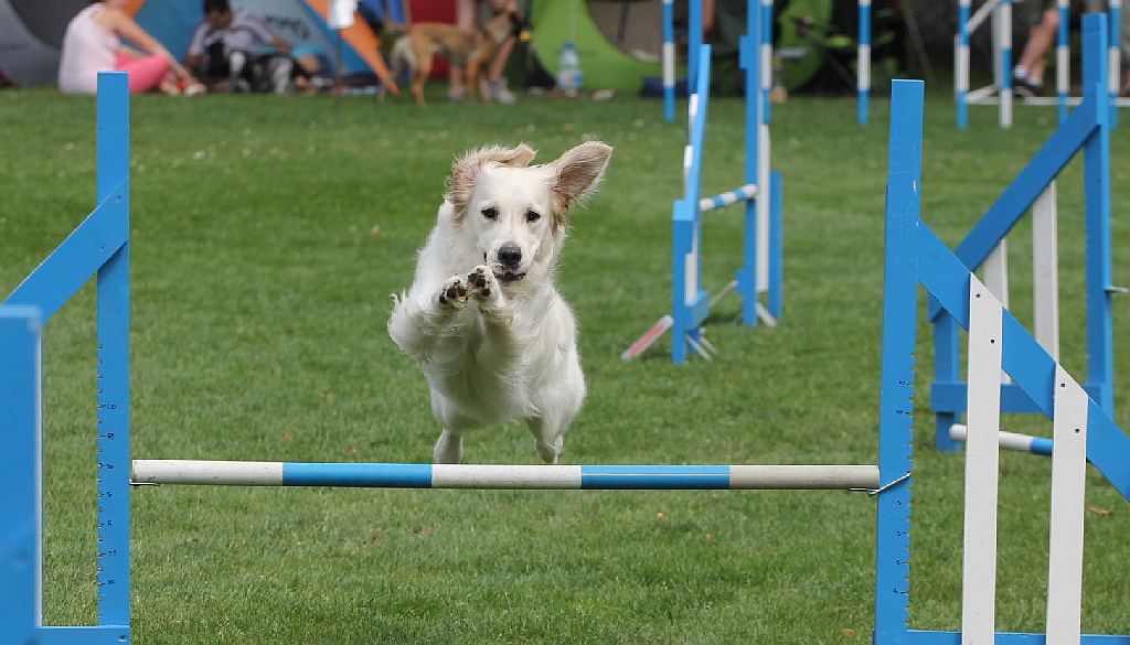 Puchar Polski Agility w Legnickim Polu