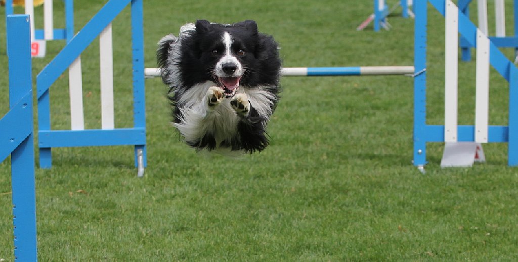 Puchar Polski Agility w Legnickim Polu
