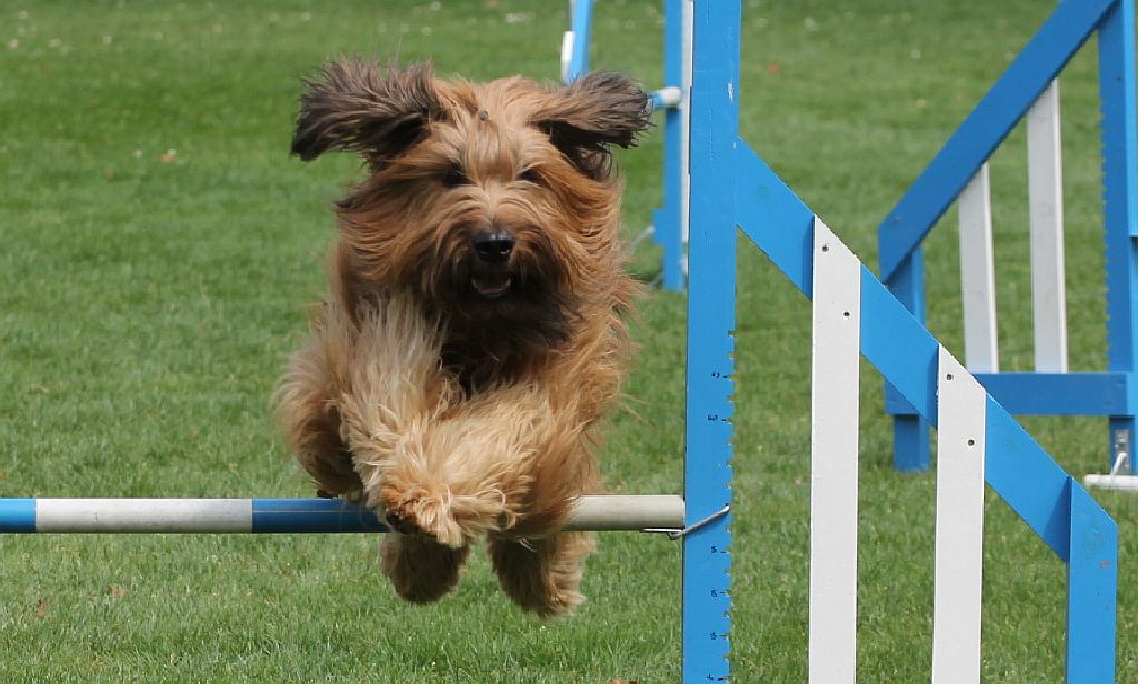 Puchar Polski Agility w Legnickim Polu