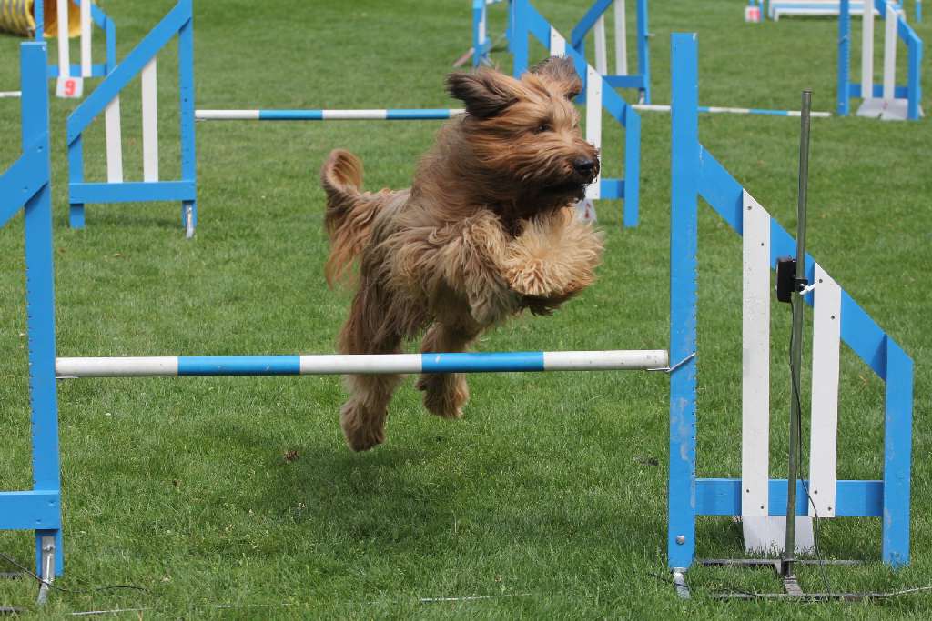 Puchar Polski Agility w Legnickim Polu